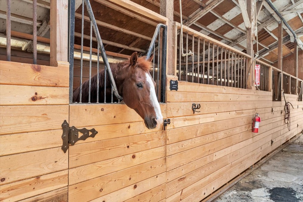 [PHOTO-ADD-HORSE] Photography Add-On: Additional Horse